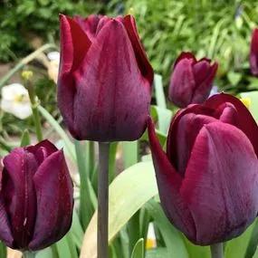 Blackjack Tulip (Tulipa Blackjack) Img 1